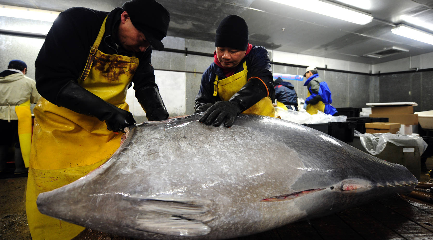 593-pound bluefin tuna sold for record $736,000 - Marketplace