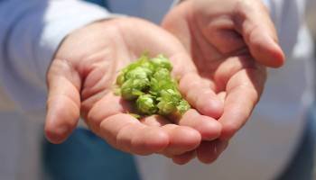 A pair of hands holding green hops.