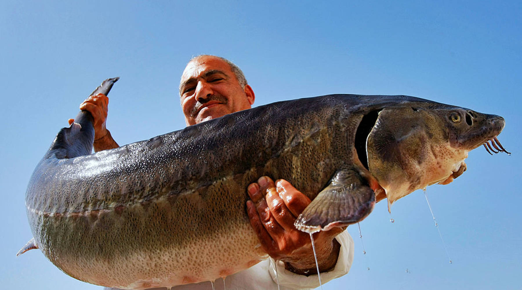 Громадные рыбы. Самый большой осётр пойманный в России. Огромная рыба. Самая большая рыба. Огромные Пресноводные рыбы.