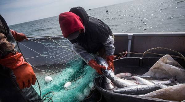 For small commercial fishermen in Alaska, the business can be boom