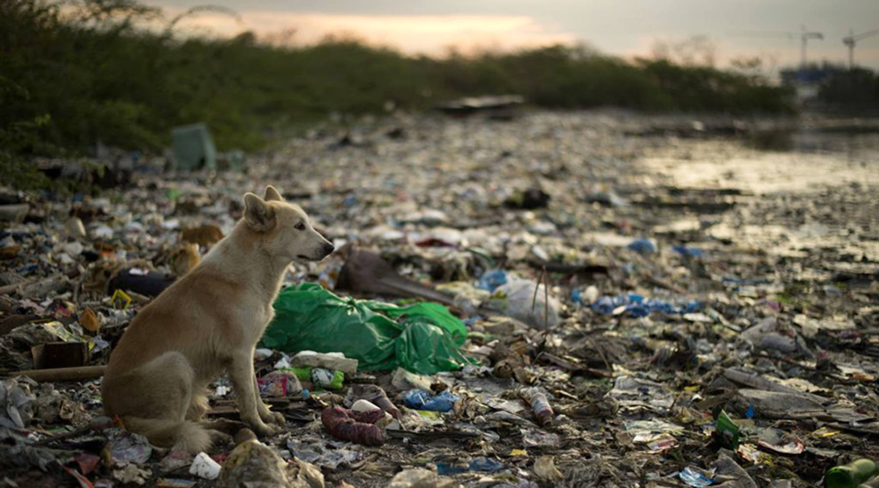 The single-use plastic pollution problem - Marketplace