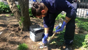 New York City exterminator Joseph Rodriguez drops pellets of dry ice into a rat burrow.