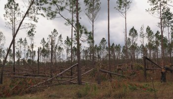 Felled trees in Seminole County, Georgia, last year
