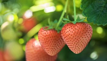 Closeup of ripe strawberries on a plant.