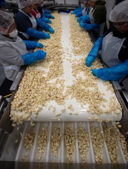 Employees work with garlic on the production line at Christopher Ranch in Gilroy, California on May, 30, 2019.