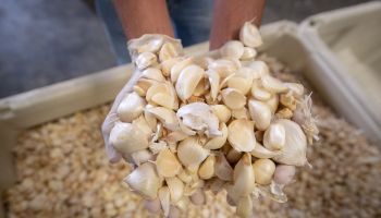 Christopher Ranch Executive Vice President Ken Christopher holds garlic cloves as employees work with garlic on the production line at Christopher Ranch in Gilroy, California on May, 30, 2019.