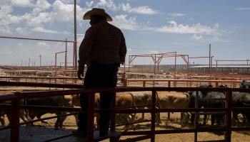 Economists say some of the pullback in employment last month may be due to uncertainty about U.S. trade policy. Above, workers process cattle near the U.S.-Mexico border in Santa Teresa, New Mexico.