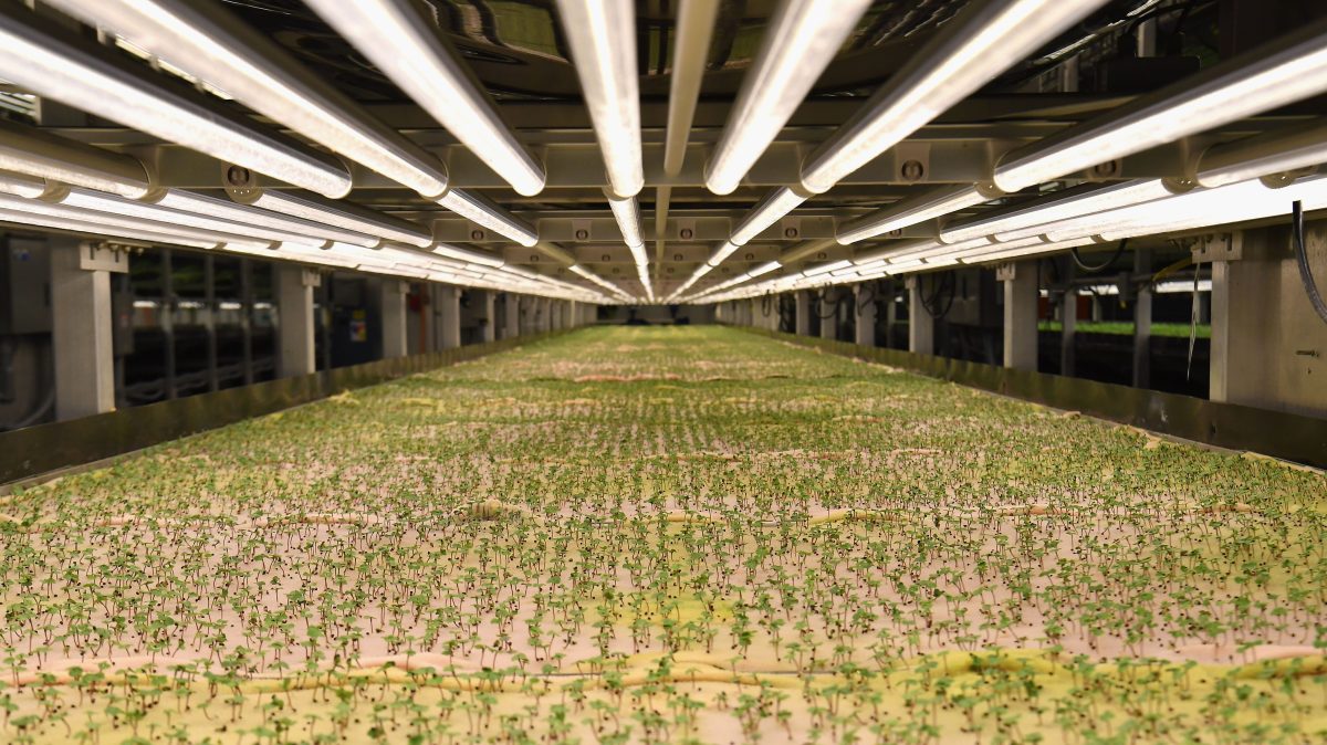 How the Dutch used technology and vertical farming to became a major food exporter