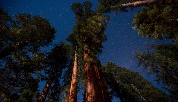 Sequoias under a starry sky in Yosemite National Park, California, a popular camping destination.