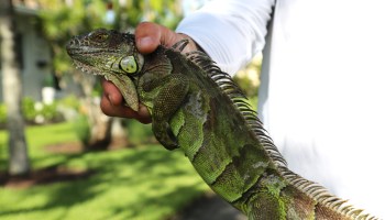 Perry Colato, co-owner of Redline Iguana Removal, holds a green iguana he caught using a cage trap in South Florida. His business is about a year old.