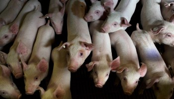 Piglets at a hog farm.
