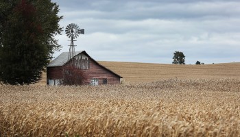 A barn sits in a corn field in Newton, Iowa.