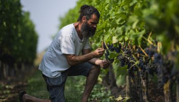 Murre Sofrakis, the winemaker at Fladie vineyard in southern Sweden, checks grapes on the vine.