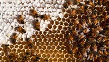 Worker bees process honey while others seal the honeycomb full of honey with white wax.