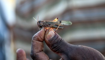 A locust in Africa