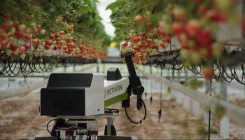 Rubion, a strawberry-picking robot from Belgium.