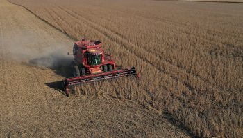 A view of a combine being used to harvest soybeans in a field at a farm in Iowa.