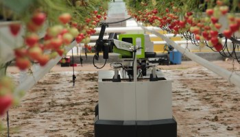 Strawberry-picking robot Rubion is made by Octinion, a Belgian company.