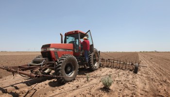 A farmer plows up a field where he had planted cotton in Texas
