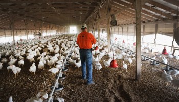 A farmer feeds chickens on his farm in Osage, Iowa.