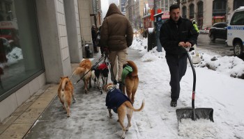 A dog walker on Park Avenue passes a man shoveling snow in New York City.