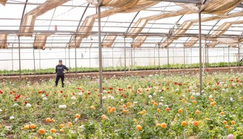 Farmgirl Flowers CEO Christina Stembel at one of the company's California distribution centers.