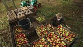 An apple farm in Germany.
