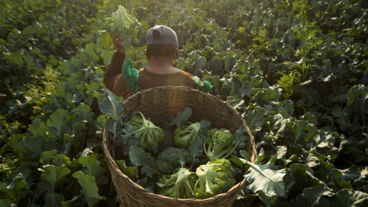 A farmer works in a broccoli field in March.