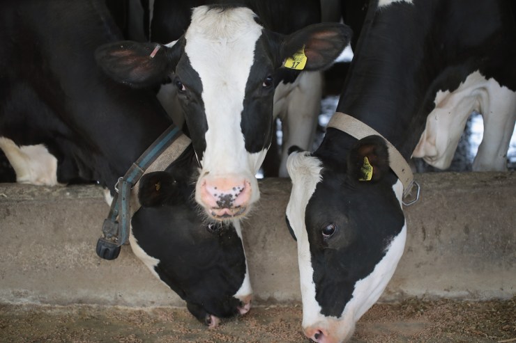 Cows eat before being milked on a Wisconsin dairy farm.