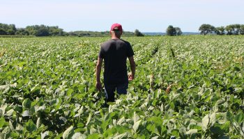A farmer walks through his soy fields in Illinois.