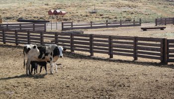 A heifer and calf at a ranch in Gunnison, Colorado.