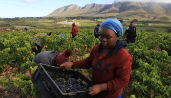 workers harvesting grapes in South Africa