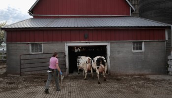 A Wisconsin dairy farmer moves her cows into a barn. Her industry has been whipsawed by milk prices.