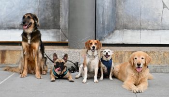 Dogs sit across the newly reopened Whitney Museum of American Art on September 3, 2020 in New York City.