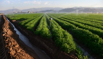 Carrot fields are watered in Kern County, California.