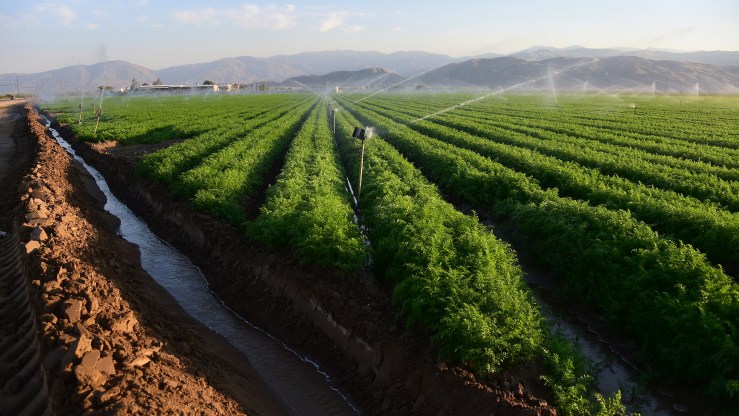 Carrot fields are watered in Kern County, California.