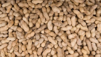 A closeup on a barrel of peanuts for sale.