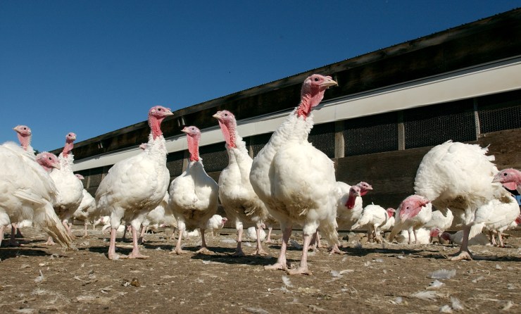 Turkeys on a farm in Sonoma, California.
