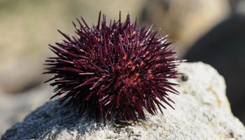 A red sea urchin on a rock.