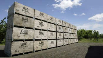 Apple crates are stacked, ready for the September harvest, at G&G Orchards, on May 23, 2006 near Yakima, Washington.