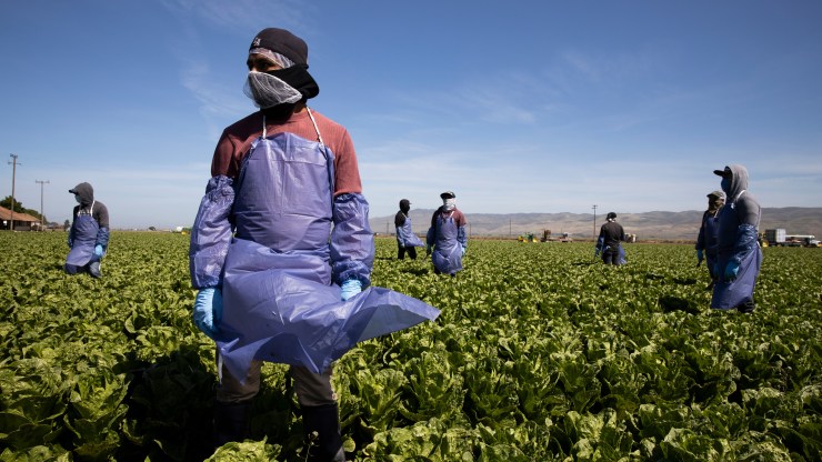 Farm laborers harvest crops in Greenfield, California while wearing personal protective gear.