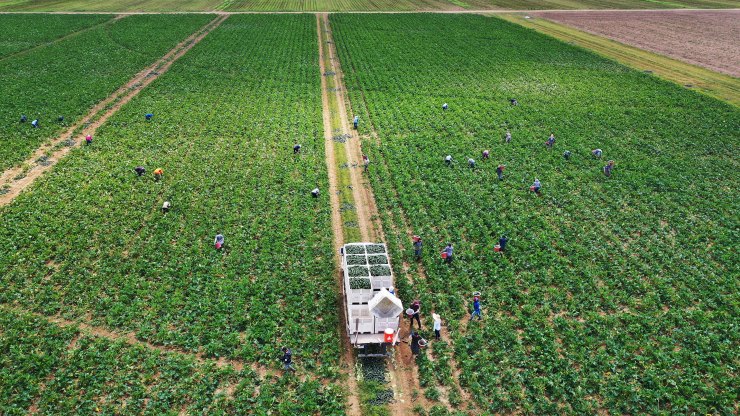 An aerial view of workers as they harvest zucchini on a farm in Florida City, Florida in April.