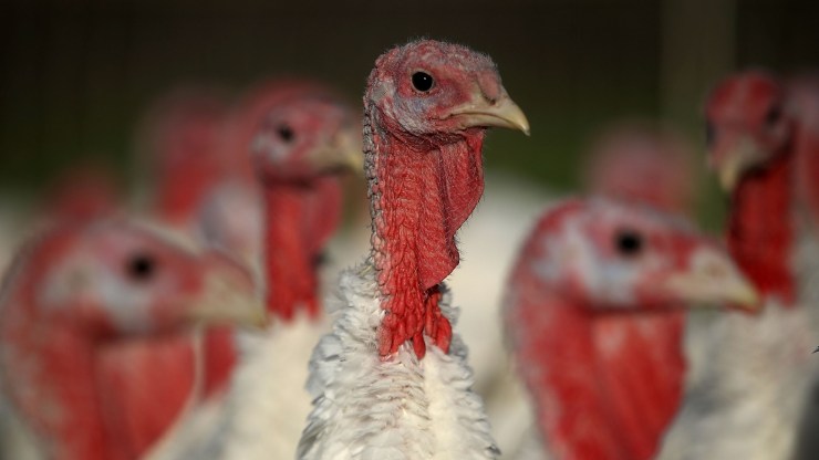 Turkeys stand in their enclosure at Tara Firma Farms on November 21, 2017 in Petaluma, California.