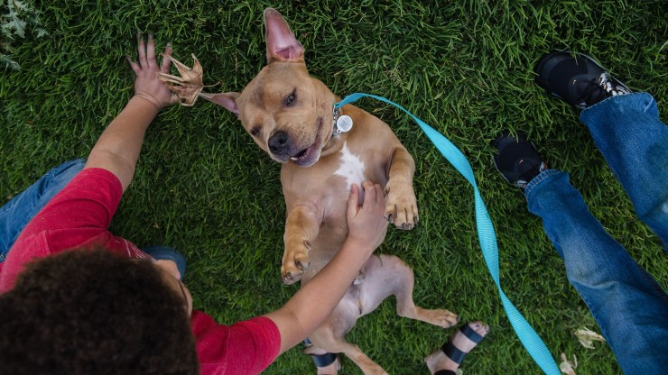 A newly adopted pup gets a belly rub in Escondido, California. More Americans have acquired pets during the pandemic.
