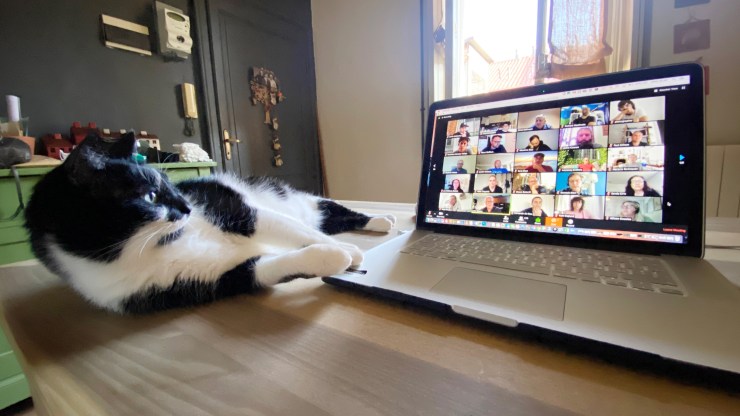 A cat takes part in a Zoom call in Milan, Italy, this May.