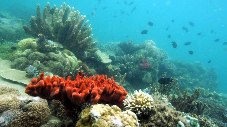 Various kinds of corals grow in the marine protected area of Honda Bay located in Puerto Princesa, the capital of Palawan island in western Philippines on October 27, 2008.