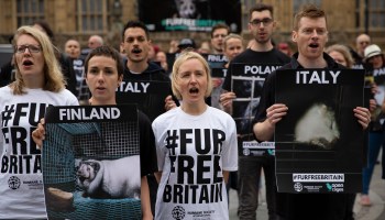An anti-fur trade protest in London.