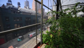Tomato plants grow in a rooftop greenhouse in New York.