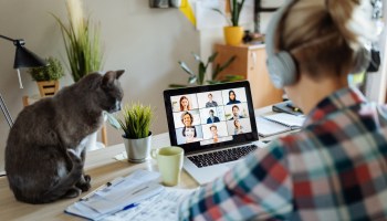 A cat watches a woman on a work video conference.