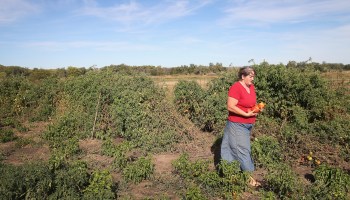 A woman on her family farm in Spalding, Nebraska. Rural Nebraska is benefiting from a resilient farm economy and has avoided the shutdowns suffered by many metropolitan areas.